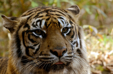 Fototapeta premium トラ