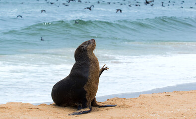 fur seal on the ocean in the sand