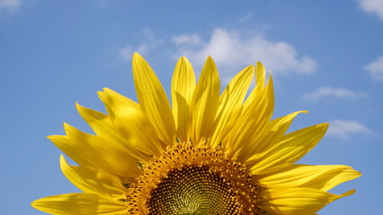 Close up of top half part of full blooming sunflower with blue sky and white cloud - Powered by Adobe