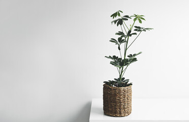 Schefflera plant in a wicker pot on a white table against white background, home gardening and minimal scandinavian home decor, copy space