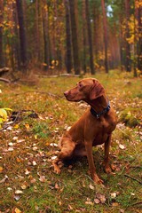 Pies myśliwski, wyżeł węgierski Vizsla w lesie podczas spaceru - obrazy, fototapety, plakaty