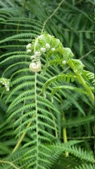 Close up of fern leaf