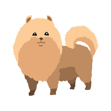 Dog breed spitz. Cute funny cartoon domestic pet character flat vector illustration. Human friend home animal