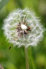 dandelion flower with seeds on a meadow background