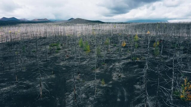 Sunset above Dead forest on the territory of  active volcano Tolbachik, Kamchatka