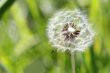 Fototapeta premium dandelion flower with seeds on a meadow background