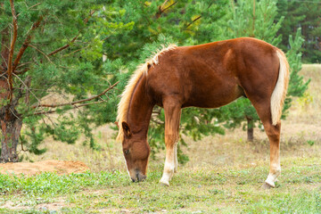 A chestnut colt grazes in a meadow on the edge of a pine forest