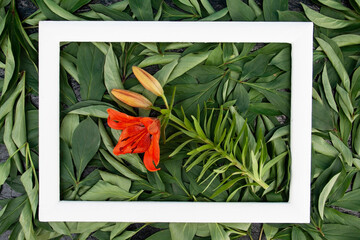 lily flower, red lily, garden lily, frame, background, garden plants flowers, place for text