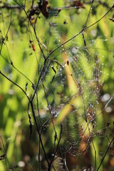 toile d'araignée 
araignée des jardins
épeire