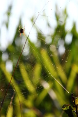 toile d'araignée 
araignée des jardins
épeire
