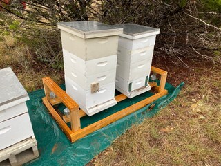 bee hives in the field