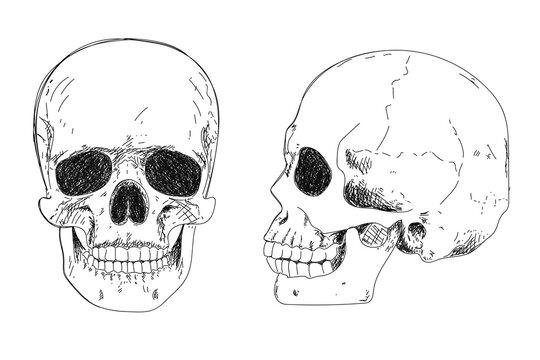 Human skeleton hand drawing. Human skull in profile