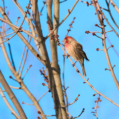 Male house finch picks the buds off a tree branch in winter