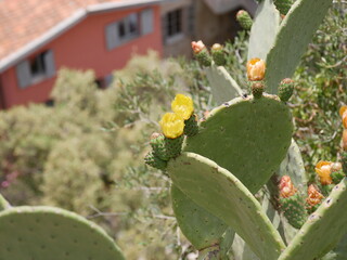 Fleurs jaunes de cactus 