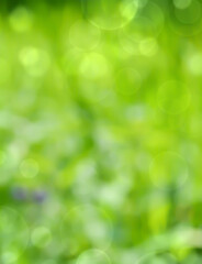 Fototapeta premium Spring background - abstract green blurred bokeh lights 