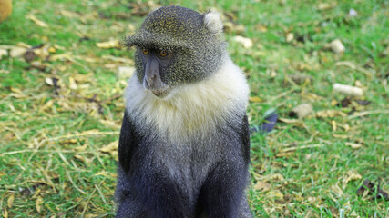Blue monkeys spend time playing and searching for food in the forests of Kenya. Rare animals in Nairobi Park