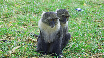 Blue monkeys spend time playing and searching for food in the forests of Kenya. Rare animals in Nairobi Park