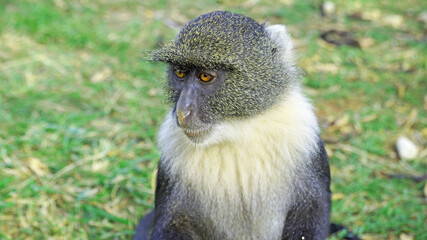 Blue monkeys spend time playing and searching for food in the forests of Kenya. Rare animals in Nairobi Park