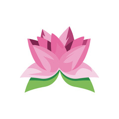 pink lotus flower