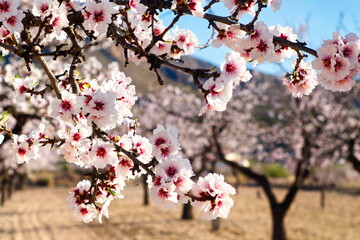 Beautiful and colorful almond flower in full bloom