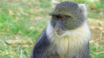 Blue monkeys spend time playing and searching for food in the forests of Kenya. Rare animals in...