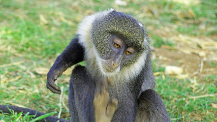 Obraz premium Blue monkeys spend time playing and searching for food in the forests of Kenya. Rare animals in Nairobi Park