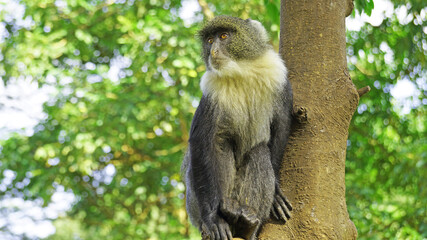 Blue monkeys spend time playing and searching for food in the forests of Kenya. Rare animals in Nairobi Park