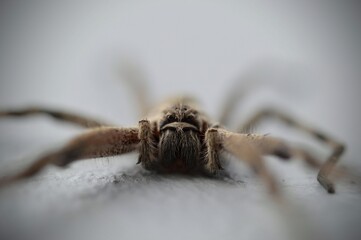 spider on the wall