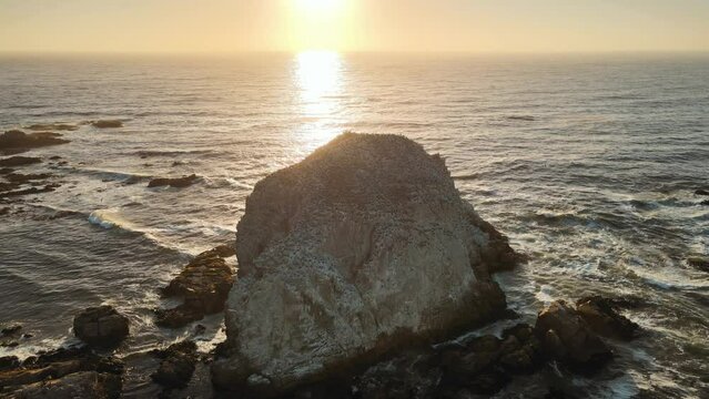 Aerial orbit of sea waves and flock of birds resting in Pe&ntilde;a Blanca rocky islet at golden hour, El Canelillo beach, Chile