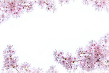 Cherry blossoms blooming in Spring. Spring background. Cherry blossoms in nature with soft focus.