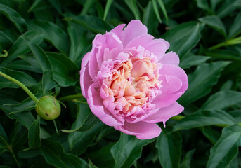 peony flower, white pink flower, garden flower, frame, background, garden plants flowers, place for text