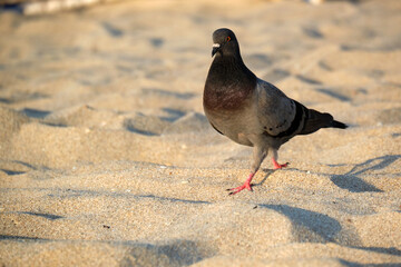Rock pigeon walks on the beach in search of food