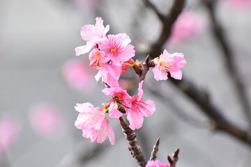 カンヒザクラとミツバチ (Okinawa)