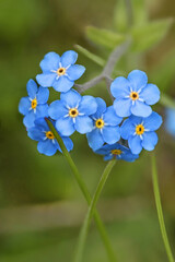 The myosotis flower bloomed in summer. Blue wildflowers close-up on a background of green grass.