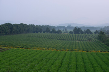 vineyard in region country