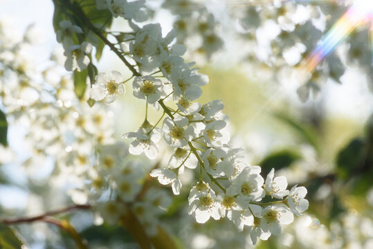 Flowering clusters of bird cherry on the branches of a tree. White spring flowers. Rays of light through the branches of cherry trees with white flowers.