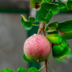 Ripe red apple on the branch with dew drops