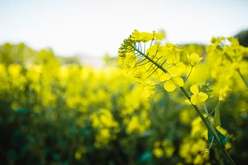 Zelfklevend Fotobehang rapeseed field in spring © H stock