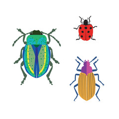 Colorful insects - Beetles and ladybird