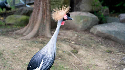 grey crowned crane