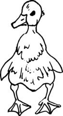 Little duck vector hand drawn