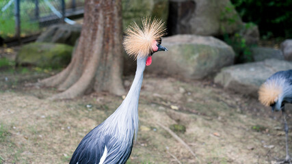 Fototapeta premium grey crowned crane