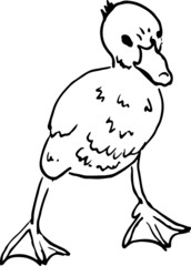 Little duck vector hand drawn