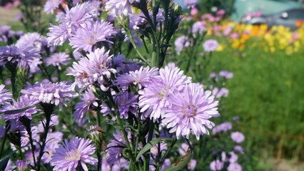 A bouquet soft violet aster with its green leaves background