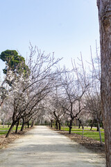 Path with almond trees on the sides full of white flowers in the proximity of spring in the El Retiro park in Madrid, in Spain. Europe. Vertical photography. Spring. Spring Time 2023.