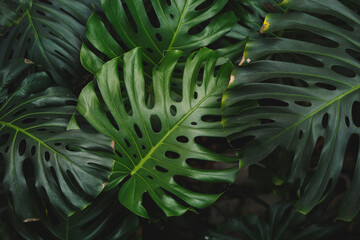 Philodendron or Monstera Deliciosa texture.  Large monstera leaves with different green tones.  Dark tropical leaf background, nature, tropical foliage.  Top view, selective focus