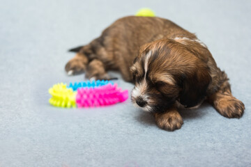 Overhead shot of Tibetan terrier puppy lying on floor close to her toys, looking pensive.  Selective focus, copy space - obrazy, fototapety, plakaty