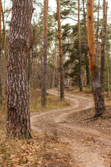 Fototapeta premium trail in the woods