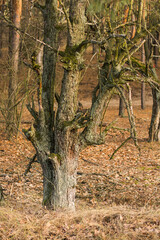 Fototapeta premium bark of an old pear tree