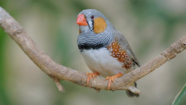 Australian zebra finch One of the most popular weaver birds bred by hobbyists
